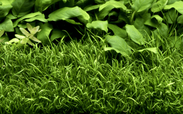 Tropica Lilaeopsis brasiliensis