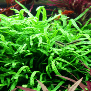 Tropica Microsorum pteropus 'Trident' Java Fern