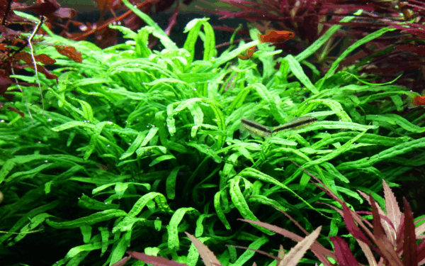 Tropica Microsorum pteropus 'Trident' Java Fern