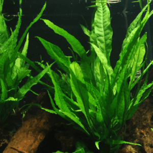 Tropica Java Fern Microsorum pteropus