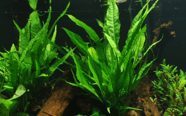Tropica Java Fern Microsorum pteropus