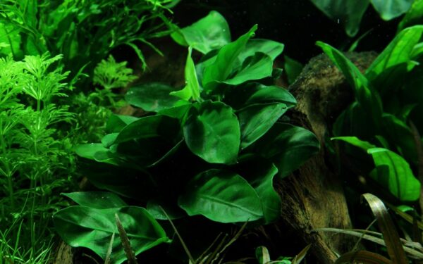 Tropica Anubias barteri var. nana