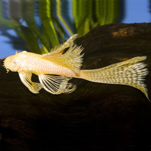 Albino Longfin Bristlenose Pleco