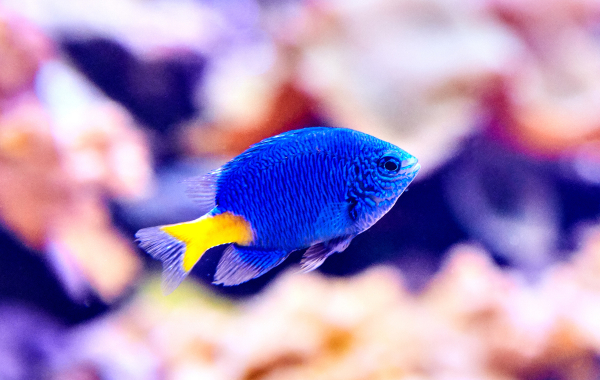 Azure-Damselfish-Stock-600x380 Azure Damsel