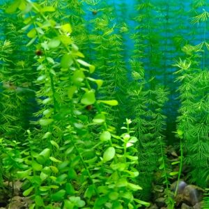 Kaiser Aquatics Bacopa caroliniana