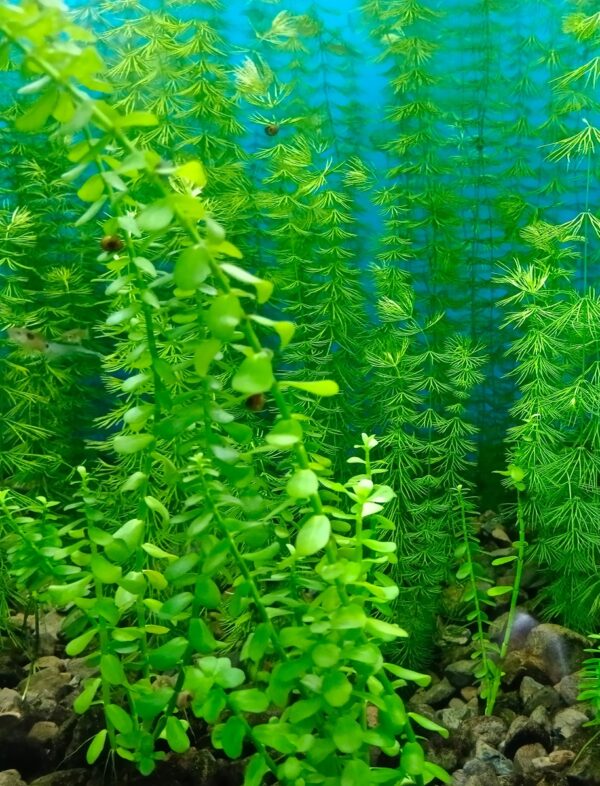 Kaiser Aquatics Bacopa caroliniana