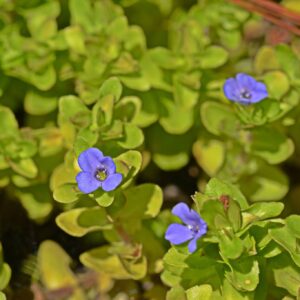 Kaiser Aquatics Bacopa caroliniana