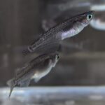 Black Medaka Rice Fish