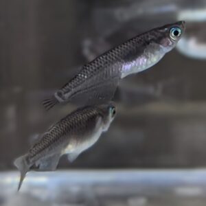 Black Medaka Rice Fish