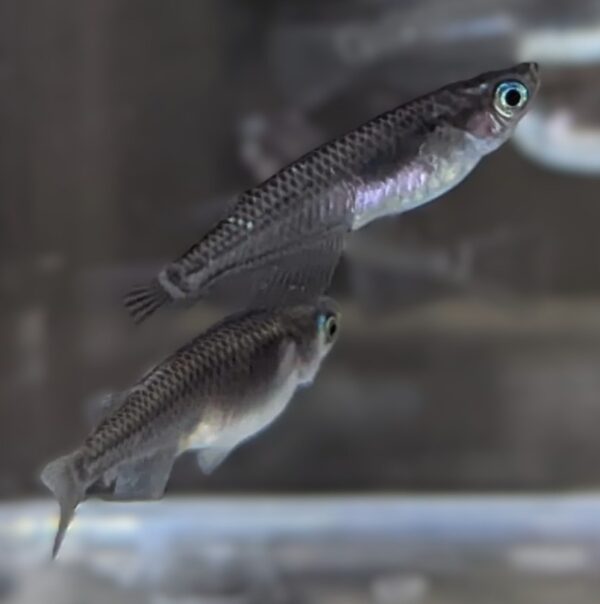 Black Medaka Rice Fish