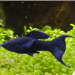 Black Lyretail Molly