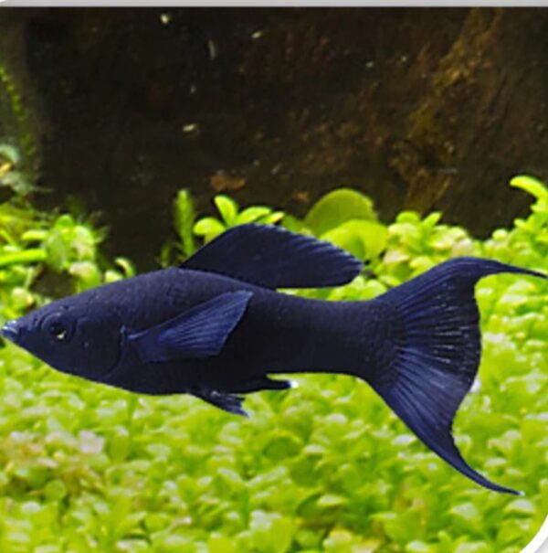 Black Lyretail Molly