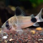 Panda Corydoras
