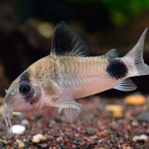 Panda Corydoras