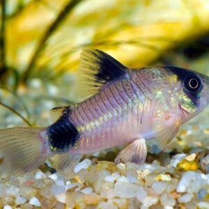 Panda Corydoras