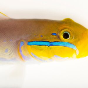 Bluestreak Goby