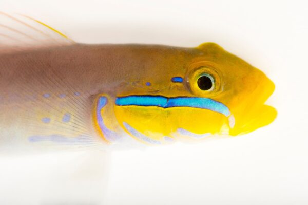 Bluestreak Goby