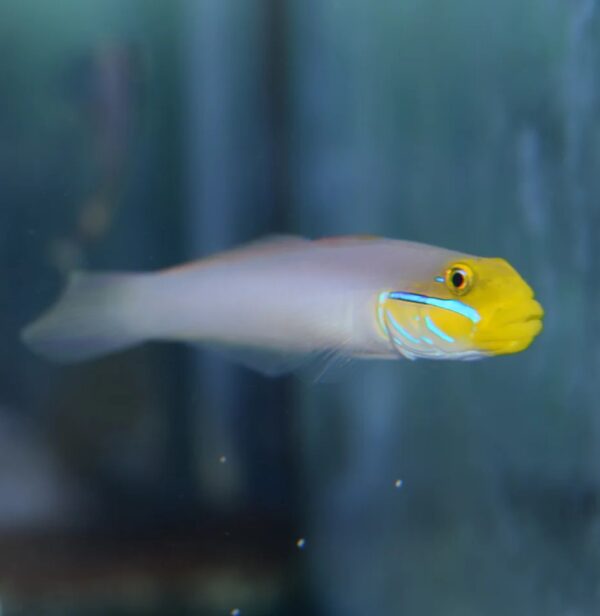 Goldheadsleeper_1_1500x1500 Bluestreak Goby