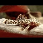 Honeycomb Bristlenose Pleco (Ancistrus sp. L519)
