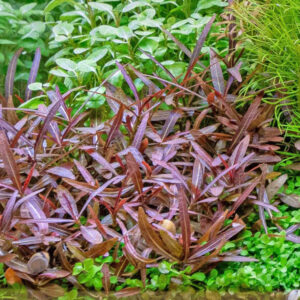 Kaiser Aquatics Hygrophila Lancea Araguaia