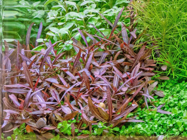Kaiser Aquatics Hygrophila Lancea Araguaia