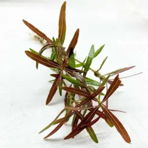 Kaiser Aquatics Hygrophila Lancea Araguaia