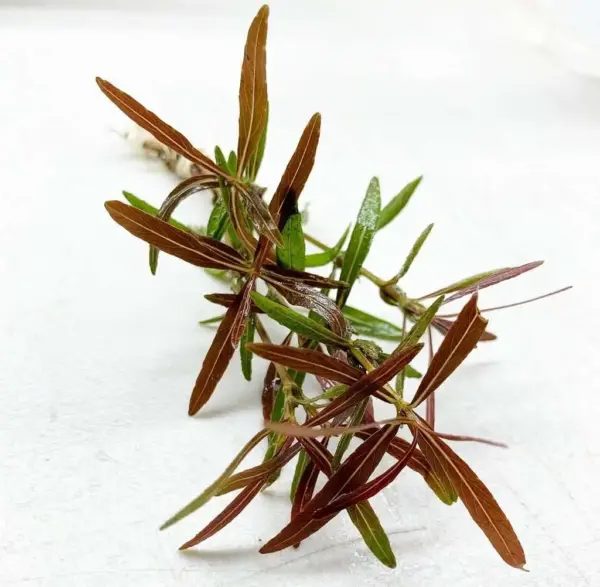 IMG_6239_1024x Kaiser Aquatics Hygrophila Lancea Araguaia