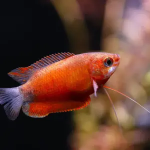 Red Honey Gourami