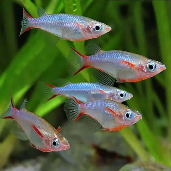 Daisy’s Blue Rice Fish