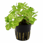 Tropica Shinnersia rivularis ‘Weiss-Grün’