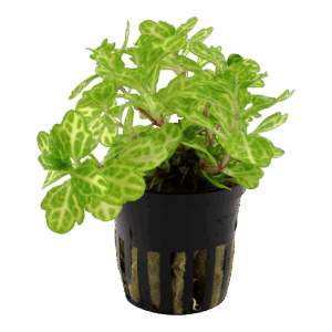 Tropica Shinnersia rivularis ‘Weiss-Grün’