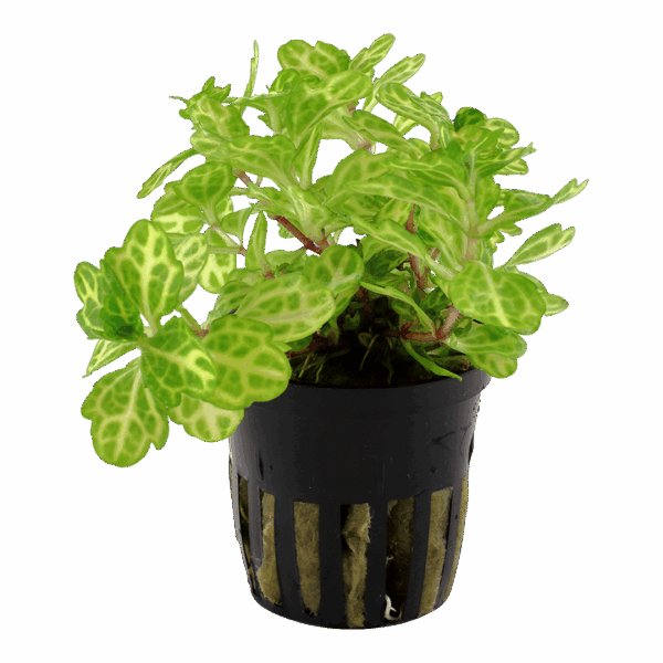 Tropica Shinnersia rivularis ‘Weiss-Grün’