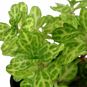 Tropica Shinnersia rivularis ‘Weiss-Grün’