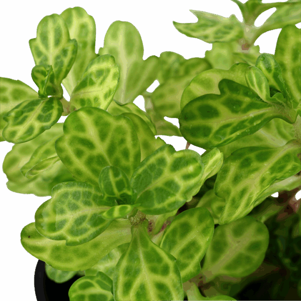 Tropica Shinnersia rivularis ‘Weiss-Grün’