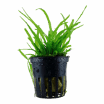 Tropica Sagittaria subulata