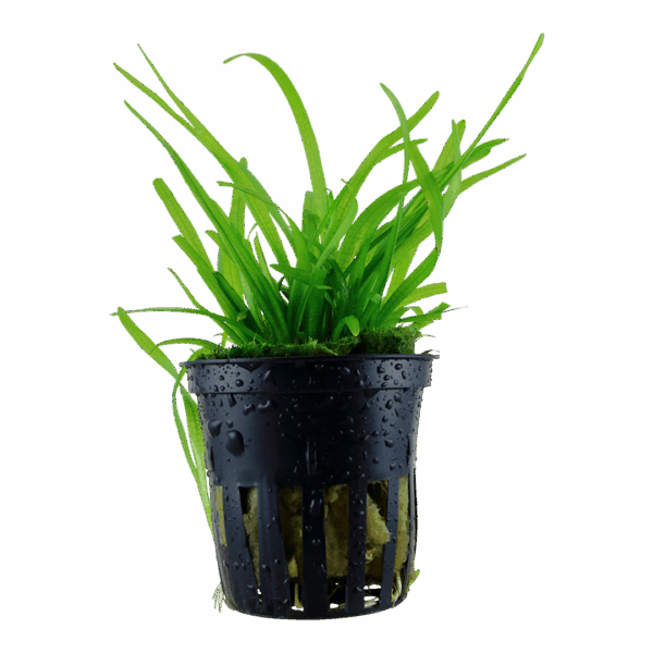 Tropica Sagittaria subulata Tropica Sagittaria subulata