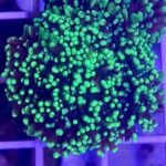 Green Hairy Mushroom