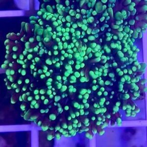 Green Hairy Mushroom