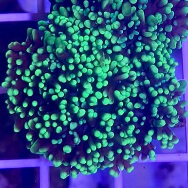 Green Hairy Mushroom