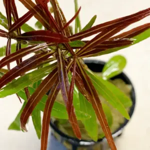 Kaiser Aquatics Hygrophila Lancea Araguaia