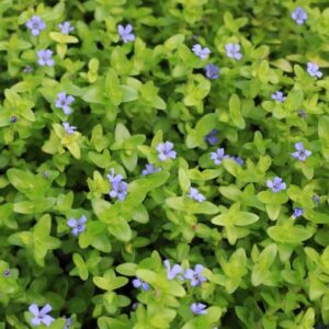 Kaiser Aquatics Bacopa caroliniana