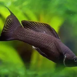 Black Lyretail Molly