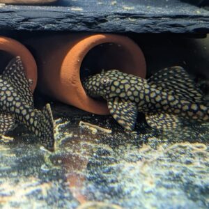 Honeycomb Bristlenose Pleco (Ancistrus sp. L519)