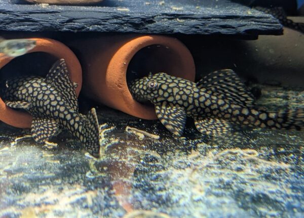 Honeycomb Bristlenose Pleco (Ancistrus sp. L519)