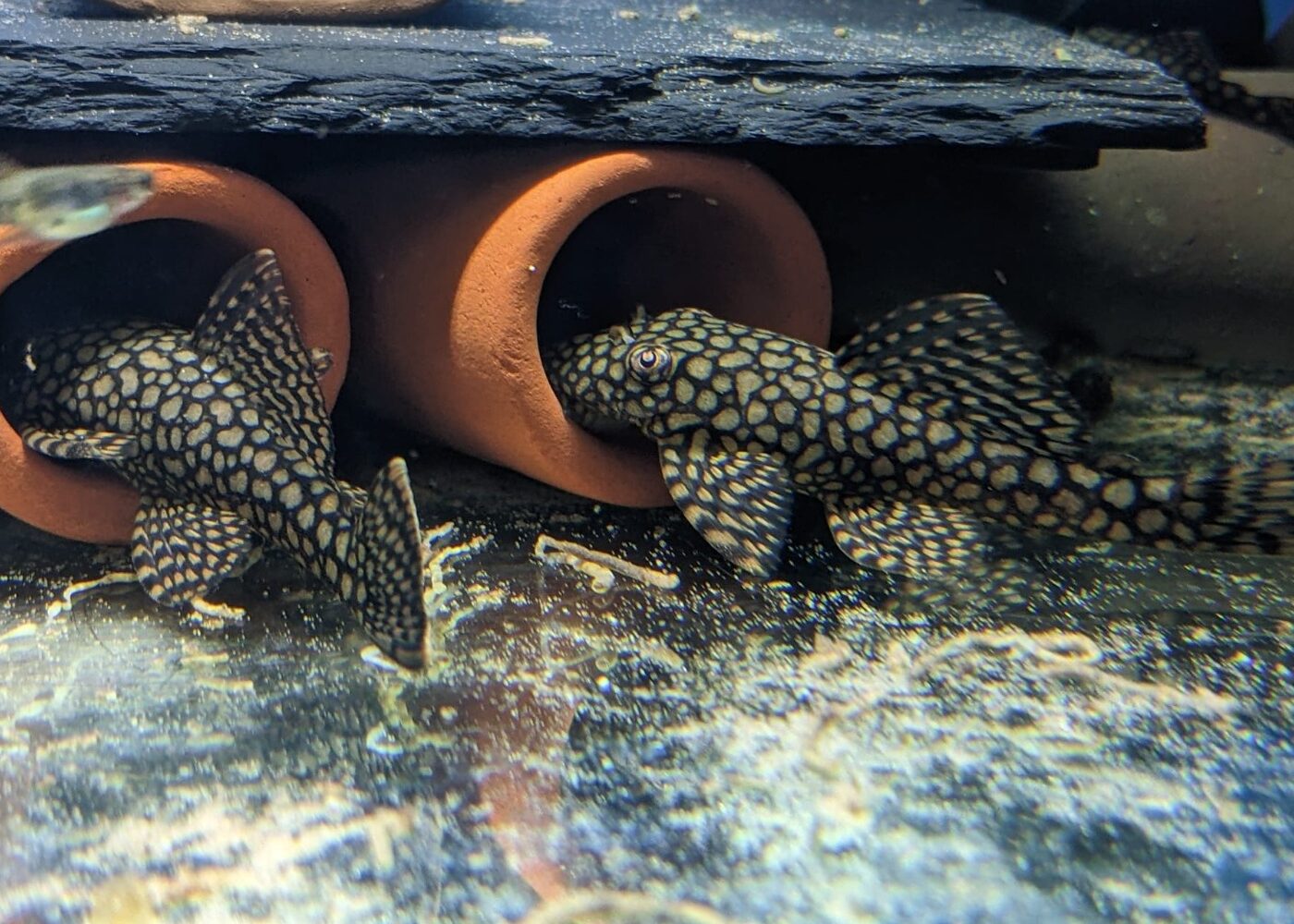Honeycomb Bristlenose Pleco (Ancistrus Sp. L519) | HeldeReef Aquatics
