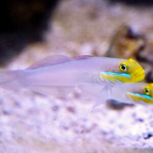 Bluestreak Goby