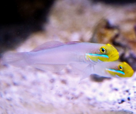 Bluestreak Goby