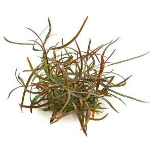 Kaiser Aquatics Hygrophila Lancea Araguaia