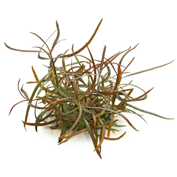 Kaiser Aquatics Hygrophila Lancea Araguaia
