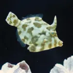Aiptasia-Eating Filefish